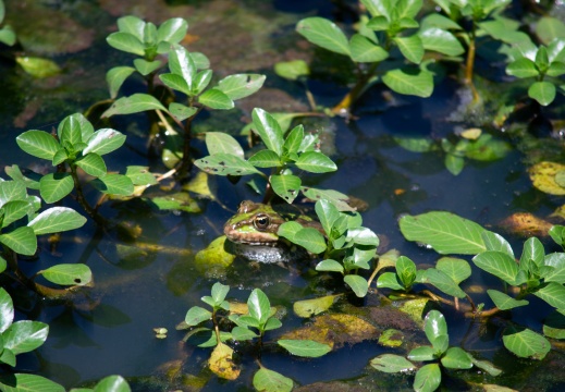 Grenouille verte