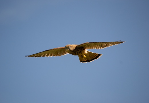 Faucon crécerelle