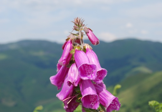 Flore